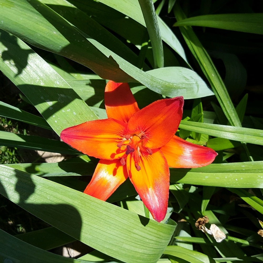 Meet your Posher, Brenda